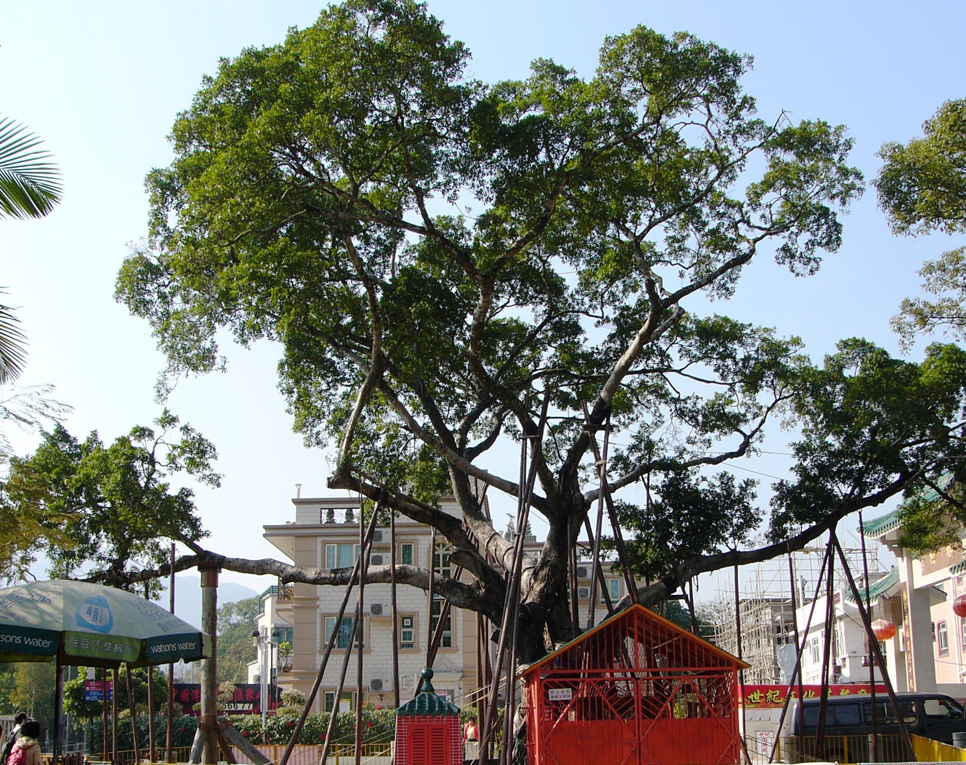 Lam Tsuen Wishing Tree Elected Banyan Tree of Hong Kong People